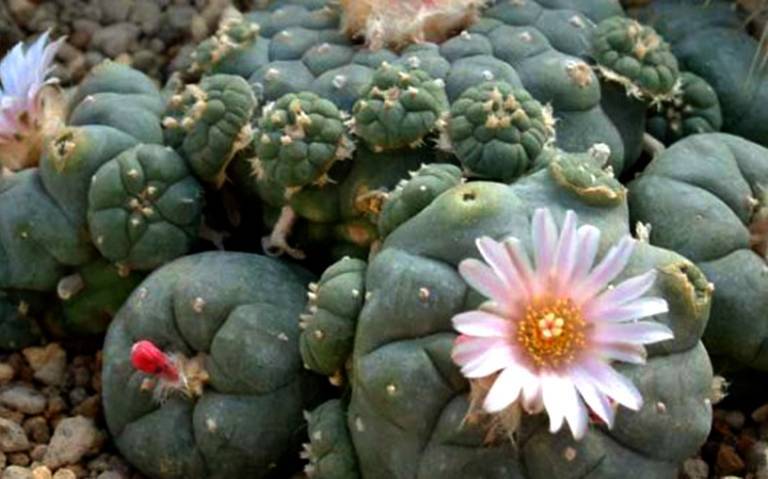 El cactus más grande del mundo está en Tamaulipas - El Sol de Tampico